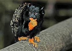 Ein Golden Handed Tamarin-Äffchen in Birds of Eden bei Plettenberg Bay.